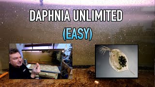 How I Raise Daphnia Water Fleas And You Can Too [upl. by Bethesda]