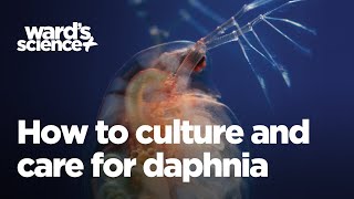 Caring and Culturing for Daphnia [upl. by Nikoletta]