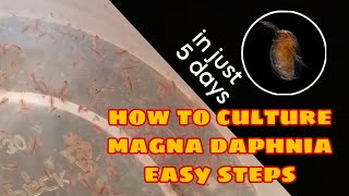 How to Culture Magna Daphnia Easily [upl. by Kalil116]