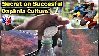 How to Culture Daphnia Successfully [upl. by Phene]