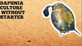 HOW TO CULTURE DAPHNIA NATURALLY WITHOUT A STARTER [upl. by Anihsak]