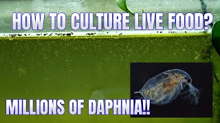 How to Culture Daphnia Secret Method to Breed MILLIONS  Simply Aquatic [upl. by Eetse451]