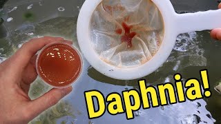 How I Culture Daphnia In Outdoor Tubs [upl. by Llieno]