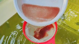 How to culture daphnia  Daphnia culture  How to grow daphnia outdoor [upl. by Naujej579]