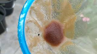 How to culture daphnia moina in a small container Part 1 English Subtitle [upl. by Dagley]