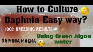 Daphnia MagnaHow to Culture Daphnia Easy wayCulturing Daphnia using Green water Daphnia [upl. by Ella]