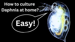 BEST Live Fish Food Beginner guide How to Culture Daphnia at home [upl. by Arihk]