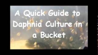 How to culture daphnia outside [upl. by Nosreme]