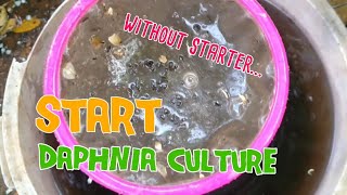 How to culture daphnia moina the easy way 1  Starting the Daphnia culture [upl. by Enidaj968]