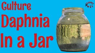 How to Culture Daphnia in a Jar [upl. by Reeta823]