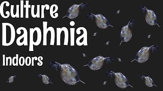 How to Culture Daphnia [upl. by Nealah]