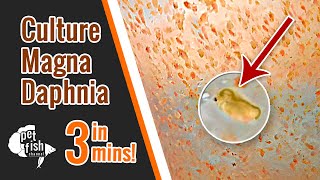 How to culture DAPHNIA MAGNA  The easy way [upl. by Janina]