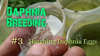 Daphnia Culture made simple and easy 3  Hatching Daphnia eggs [upl. by Pinkham]