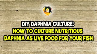 DIY Daphnia Culture How to Culture Nutritious Daphnia as Live Food for Your Fish [upl. by Ahsemal]