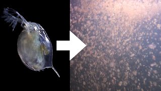 How I Culture Daphnia [upl. by Narba]