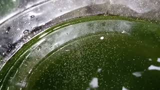 DAPHNIA MOINA CULTURE IN A SMALL BUCKET [upl. by Tik]