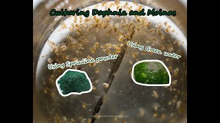 How To Culture Daphnia and Moinas using Green Water Spirulina powder [upl. by Hueston]