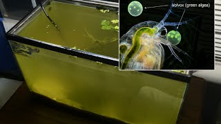 Raising Daphnia for the Freshwater Aquarium [upl. by Nomyar453]