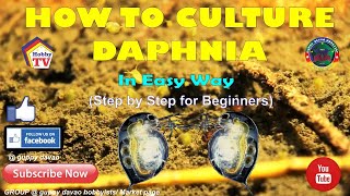 HOW TO CULTURE DAPHNIA In Easy Way [upl. by Allimak]